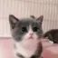 MeowSnipes - COD Central author