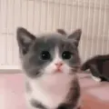 MeowSnipes - COD Central author